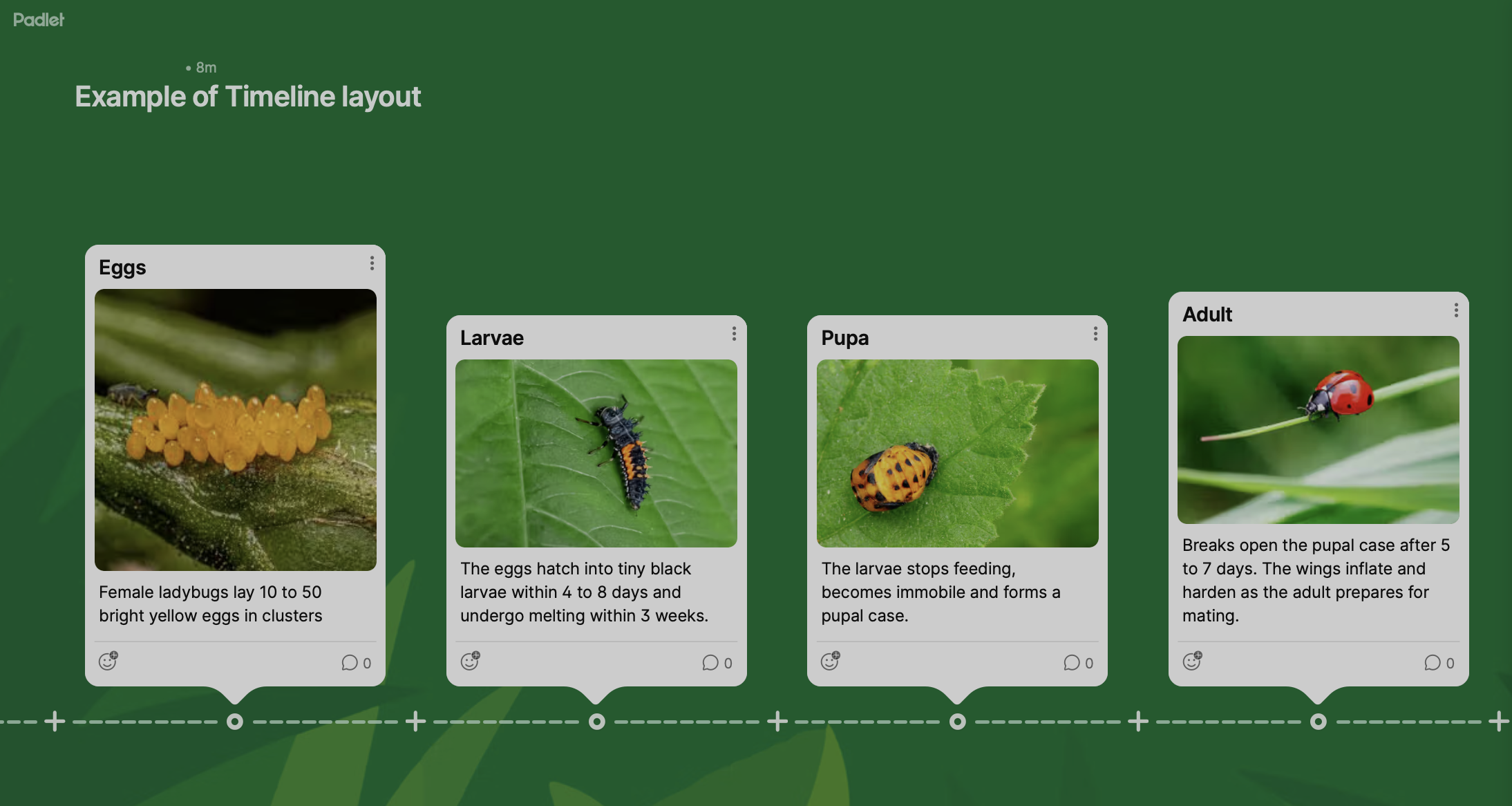 Screenshot of a Padlet wall using a timeline layout, showing the stages in a ladybug&rsquo;s lifecycle arranged in order.